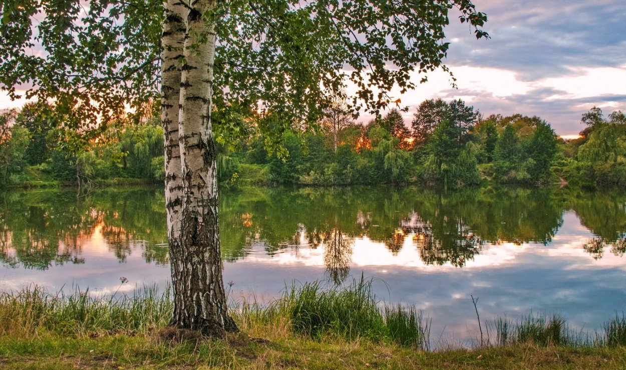 Береза бородавчатая