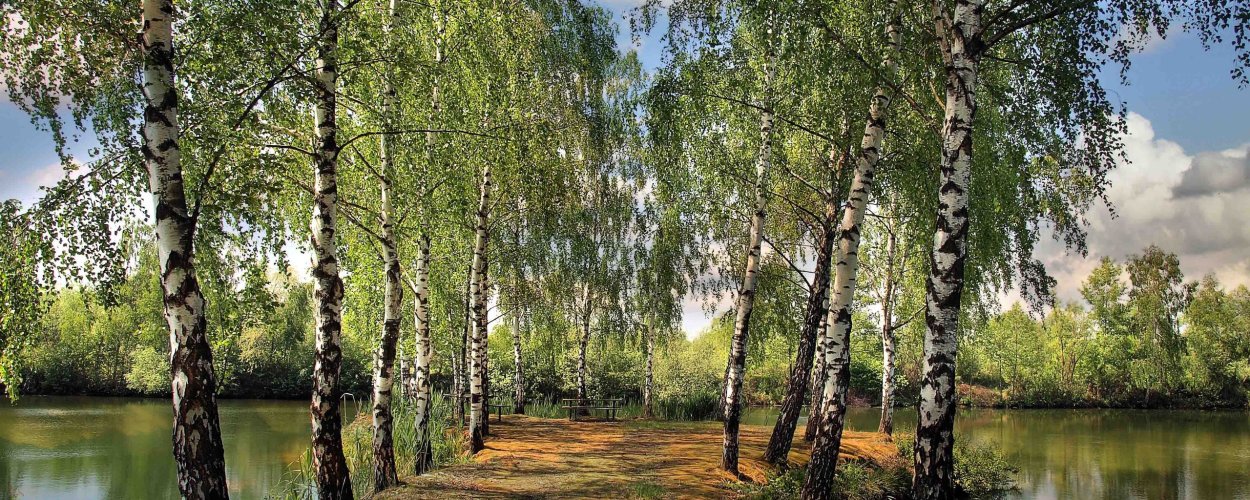 Карельская береза ООПТ