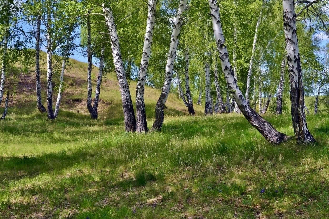 Березовая роща река туман