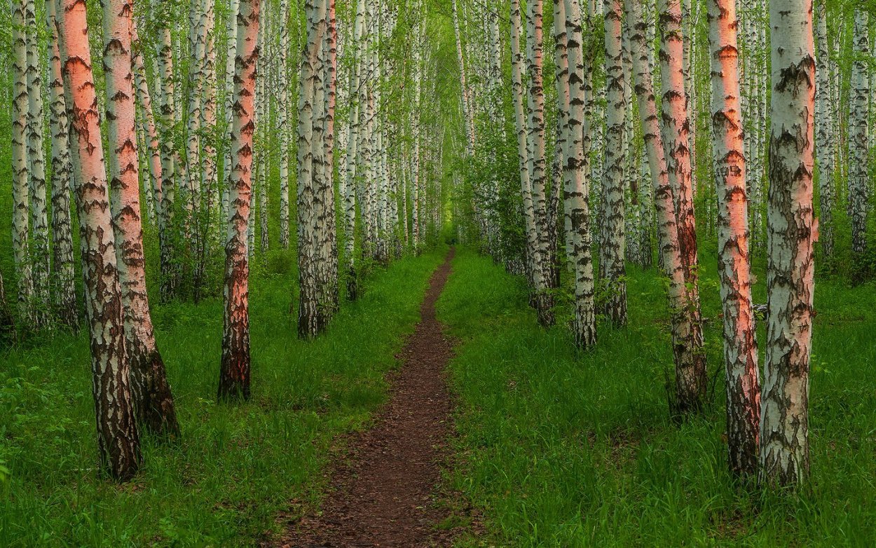 Березовая роща Ярославль