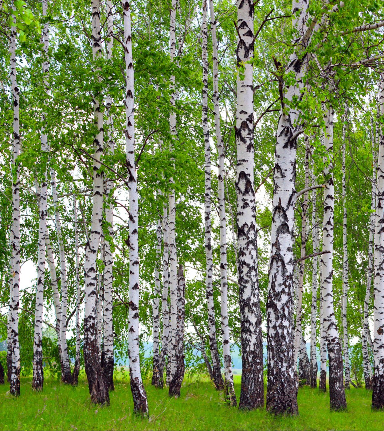 Березовая роща Алтайский край