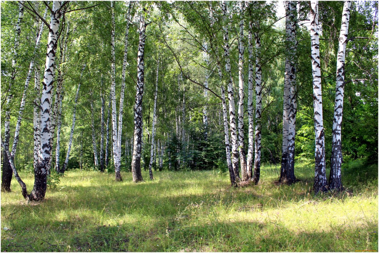 Осиновая роща Березовая роща