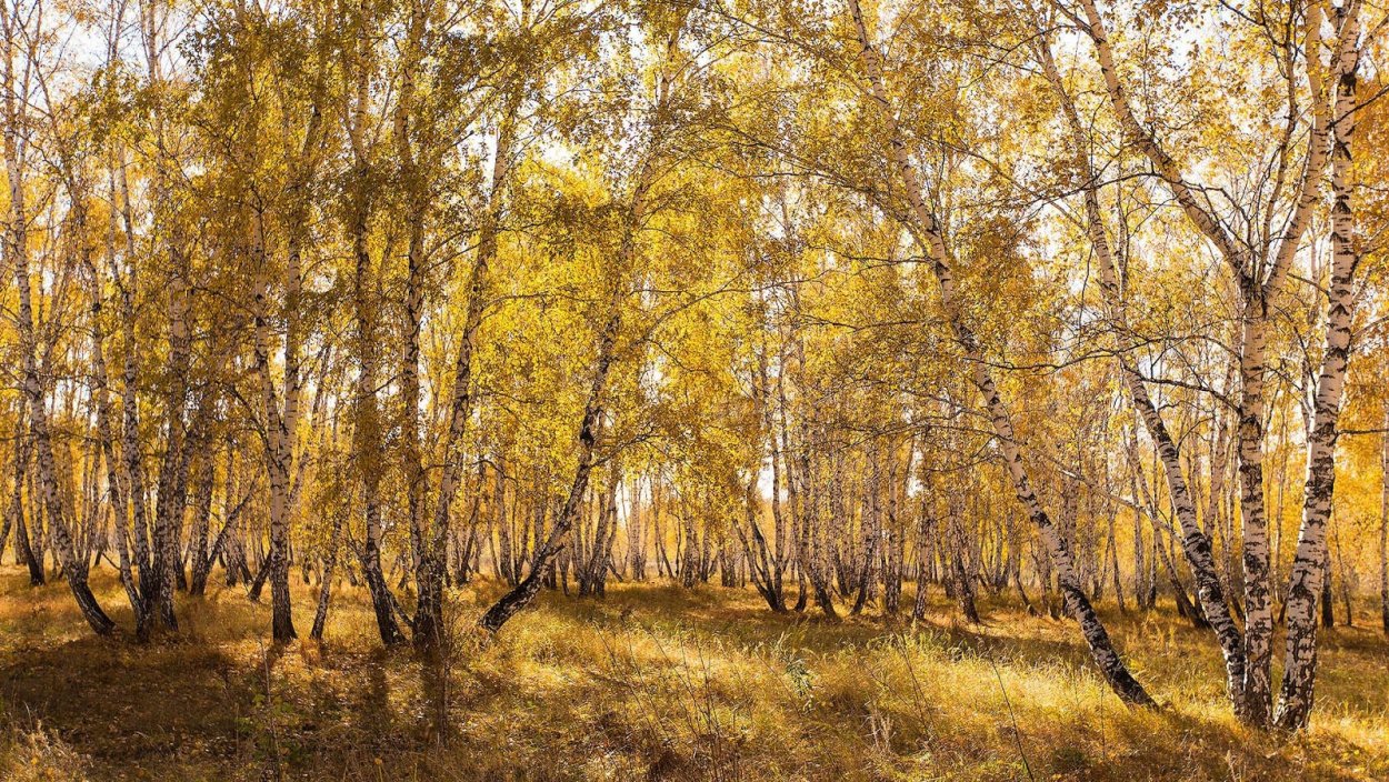 Боровое роща танцующих берез