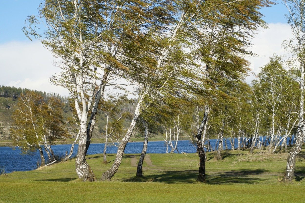 Рассвет березы