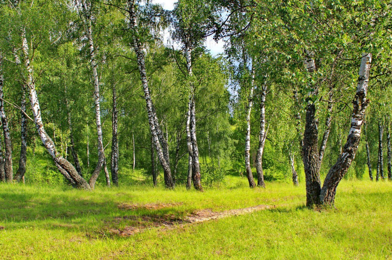 Березовая роща Тутаев