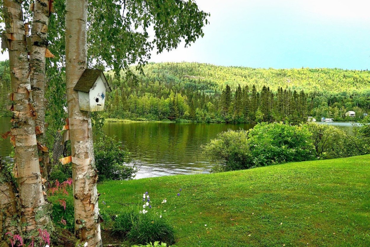 Кемерово Березовая роща Березовая роща