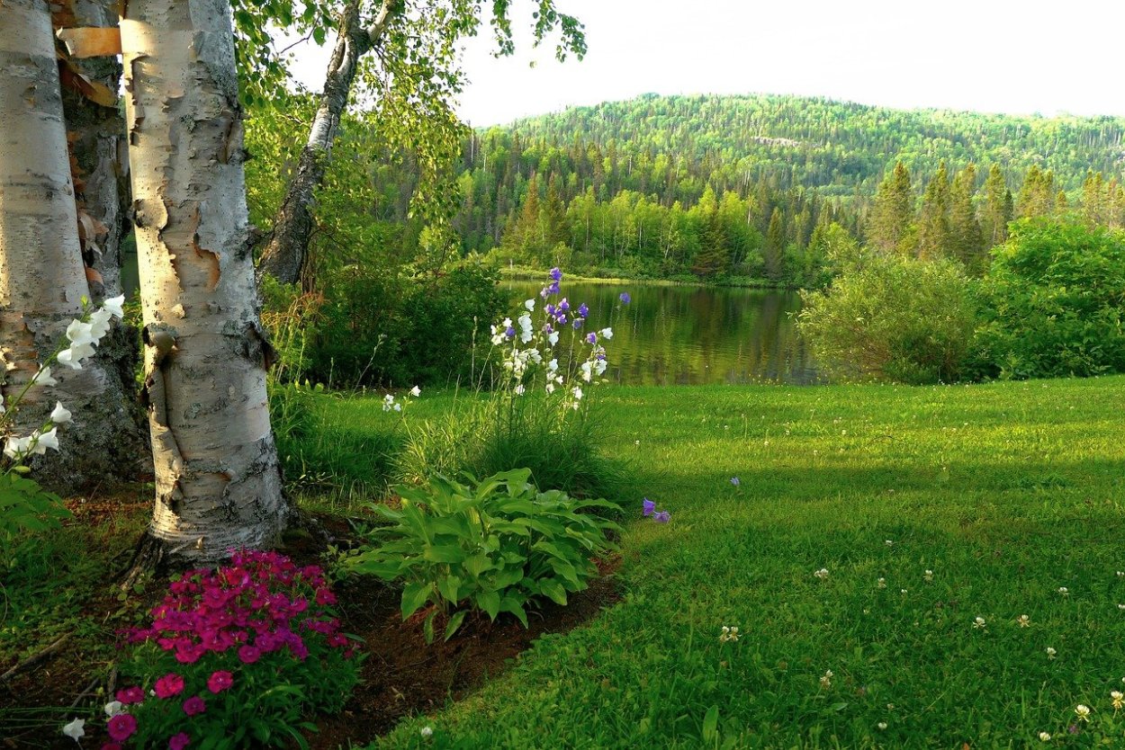 Березовая роща Томск