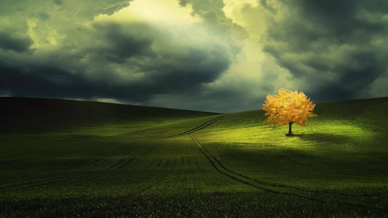 Одинокое дерево в поле