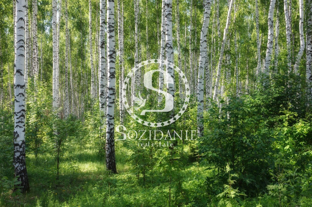 Береза в горах