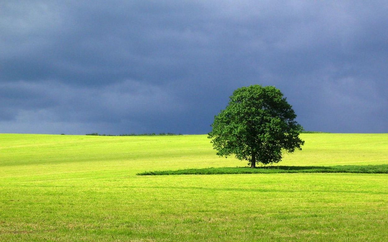 Зеленое поле с деревьями