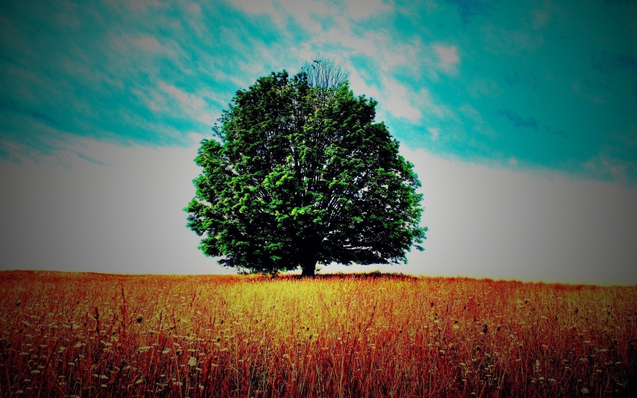 Красивое дерево