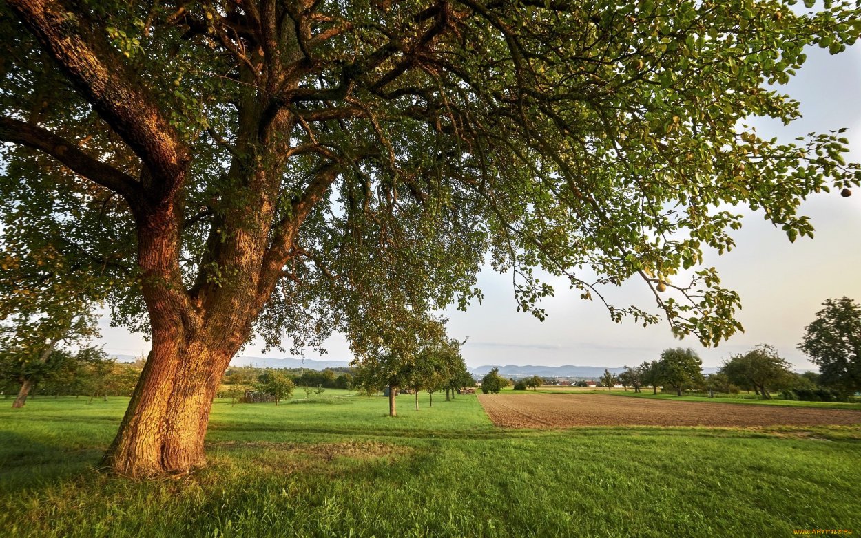 Дерево в поле