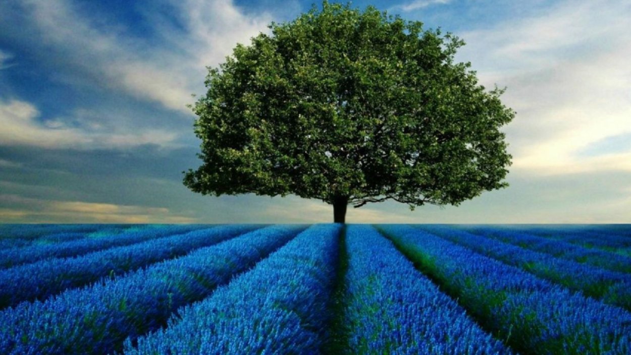 Красивое дерево