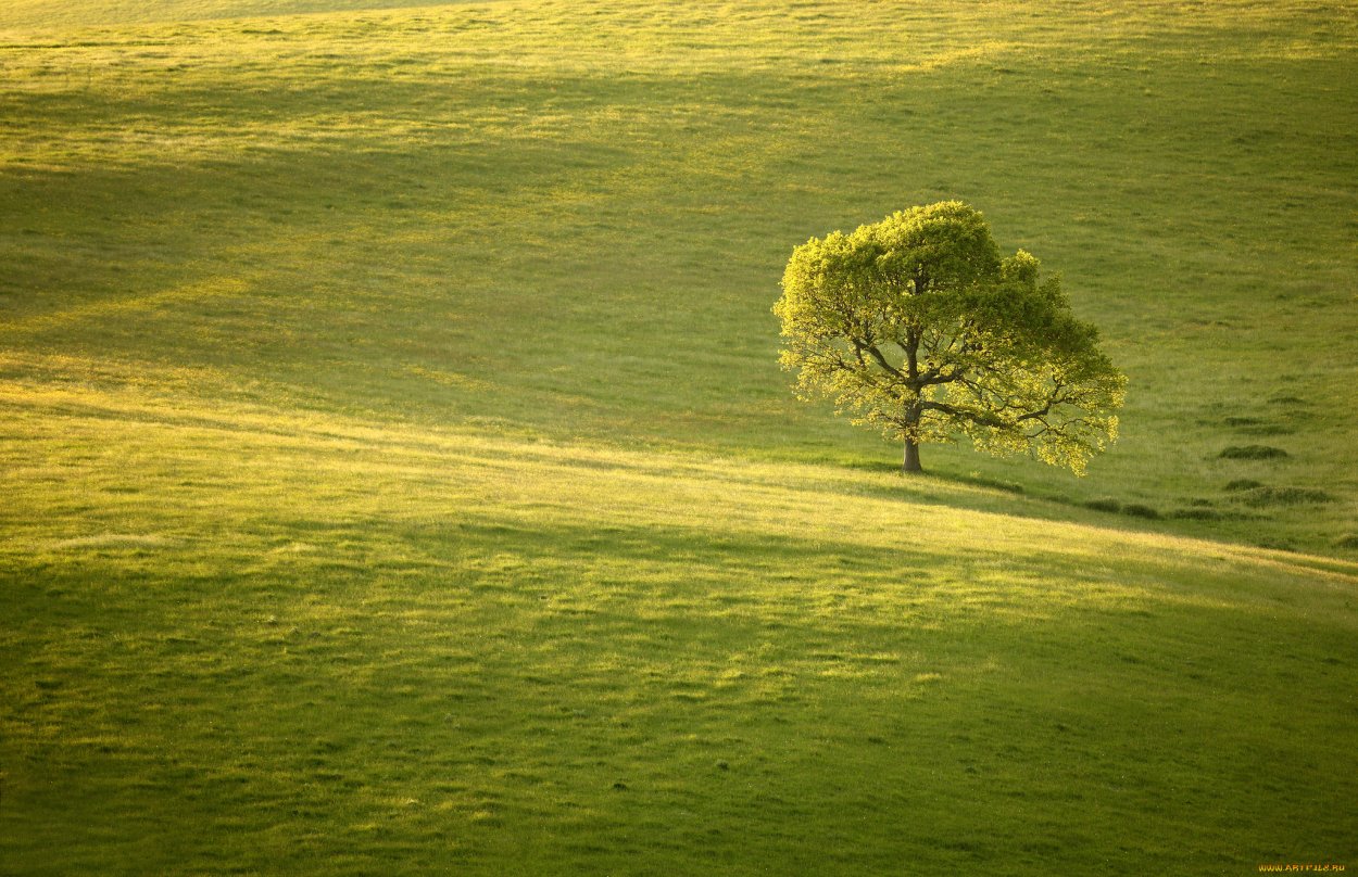 Одинокое дерево в поле