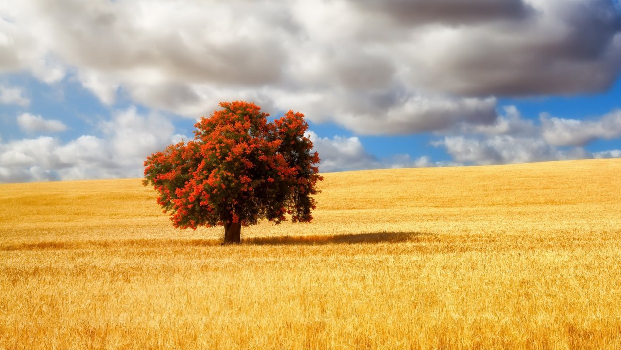 Одинокое дерево в поле