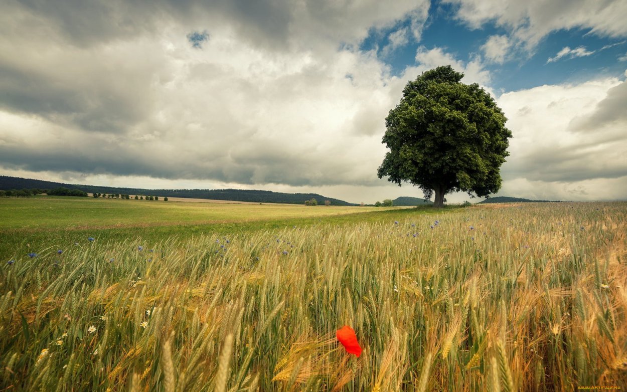 Дерево в поле