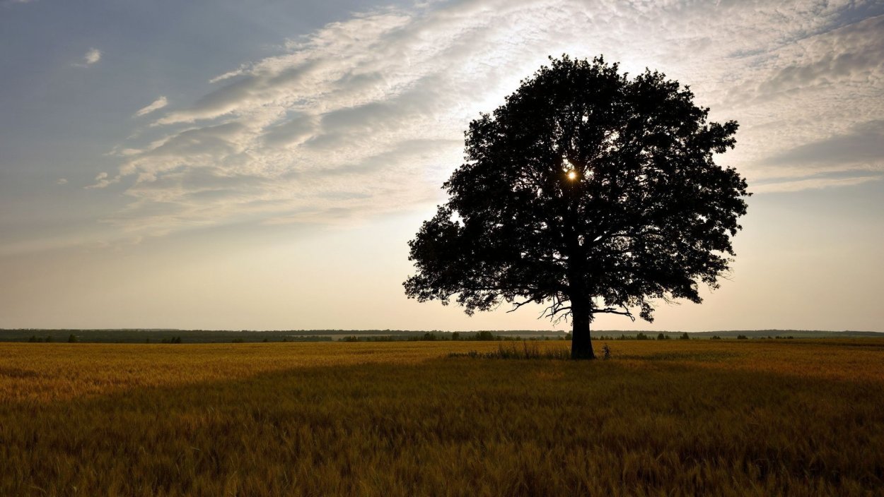 Одинокое дерево в поле