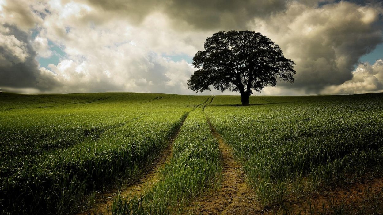 Дерево посреди поля