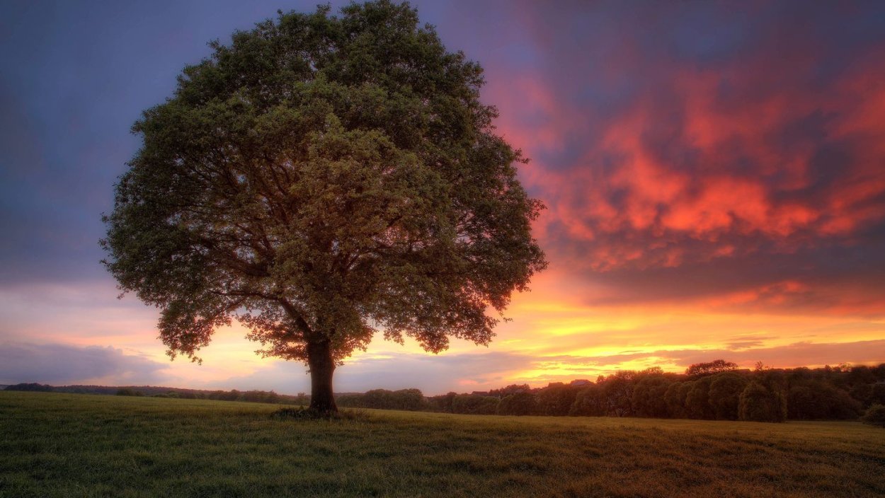 Одинокое дерево