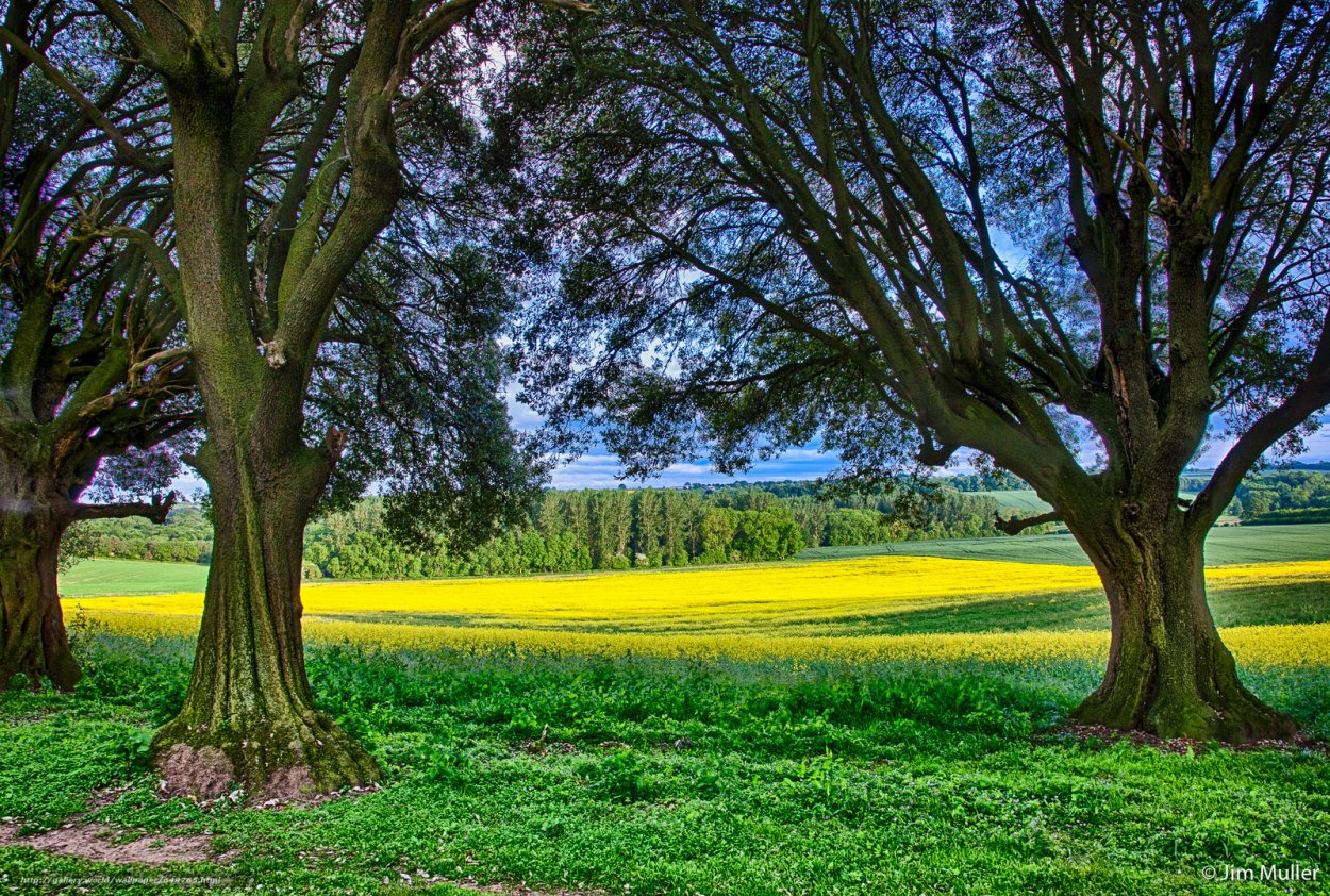 Дерево среди поля