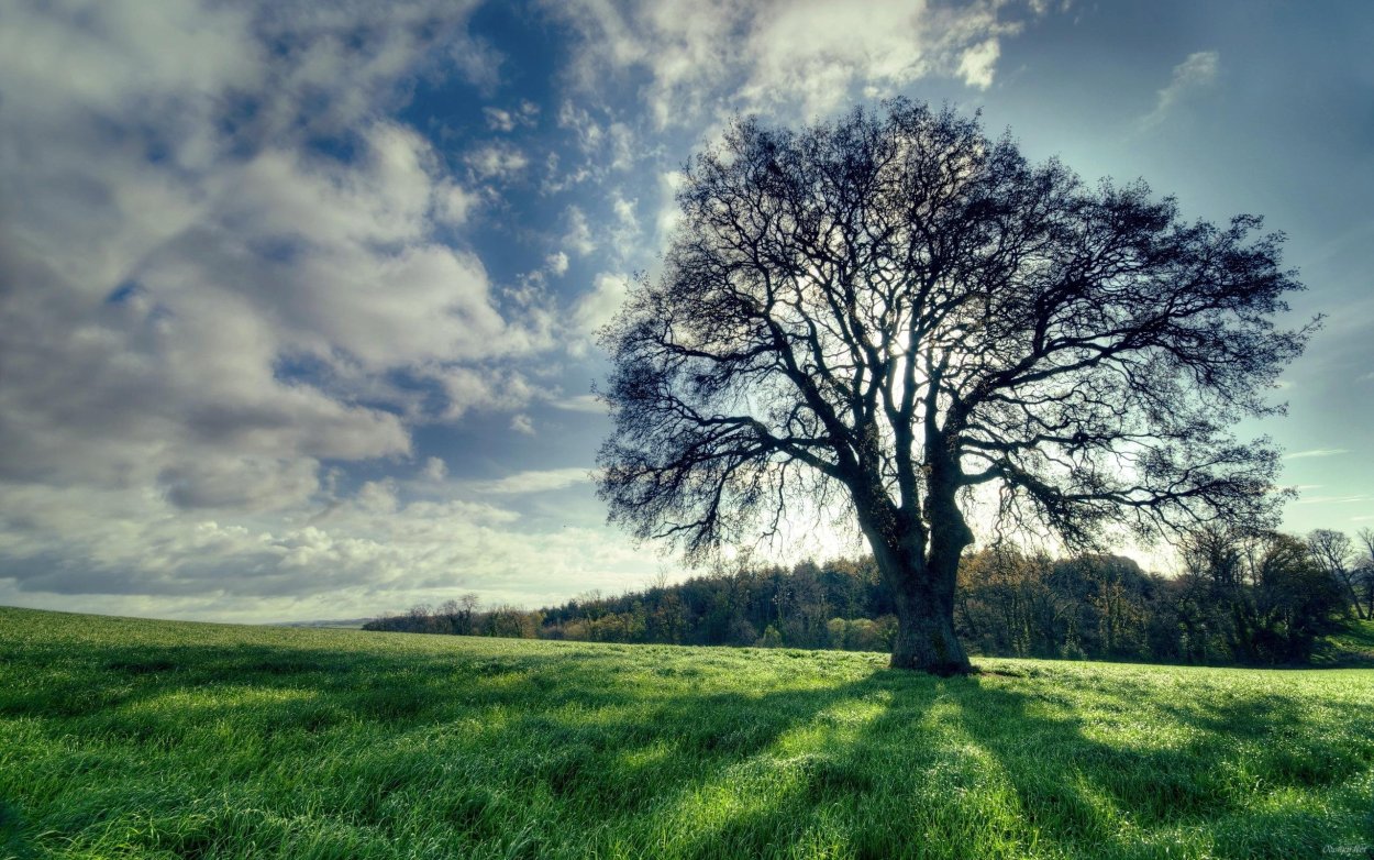 Красивое одинокое дерево