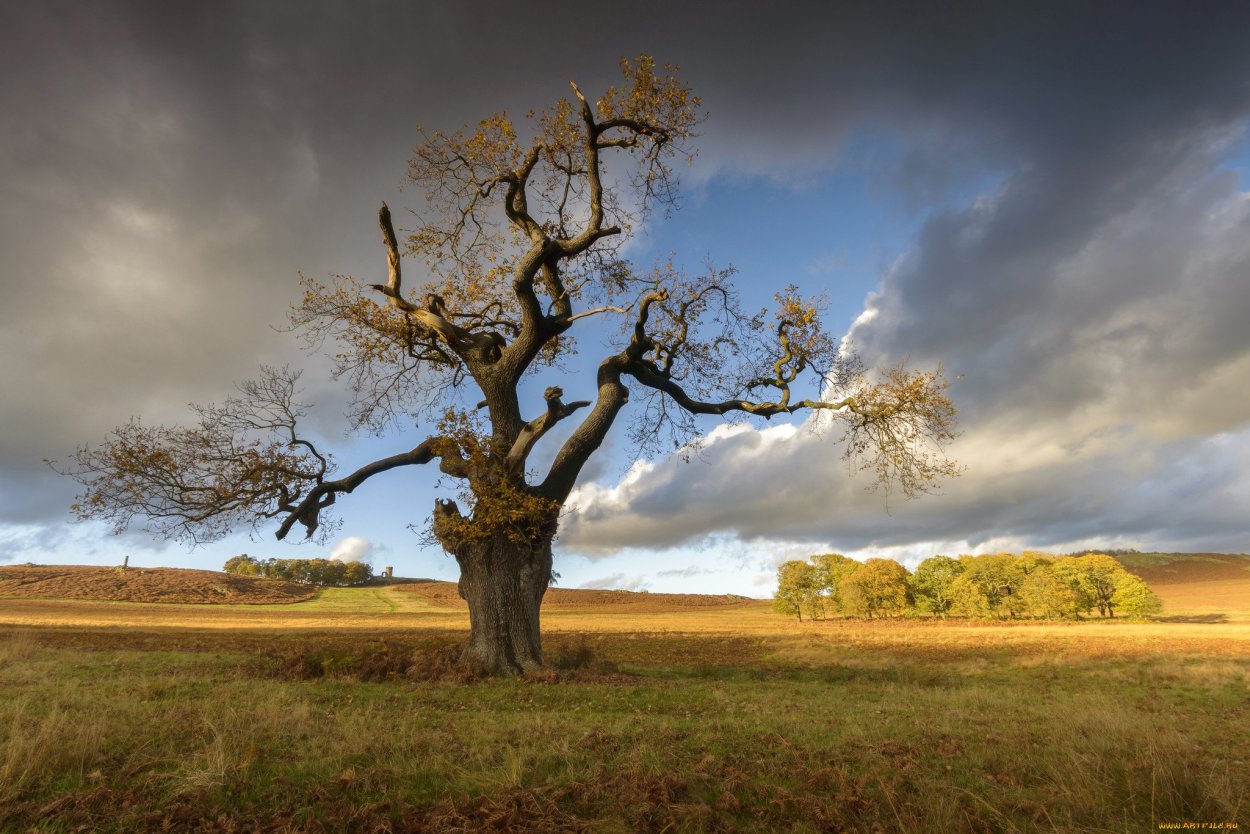 Одинокое дерево