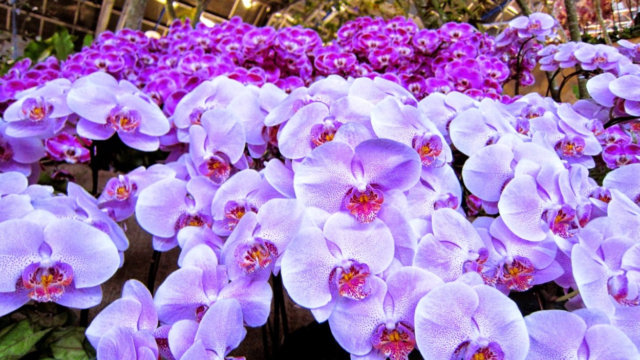 Орхидеи на камнях большого размера