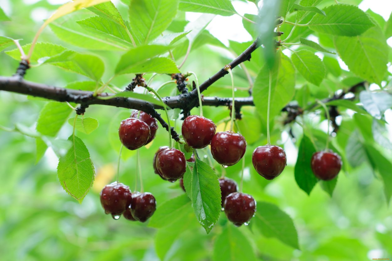 Крымский крыжовник дерево