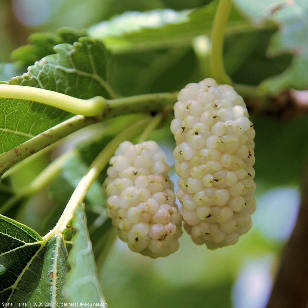 Фруктовые деревья