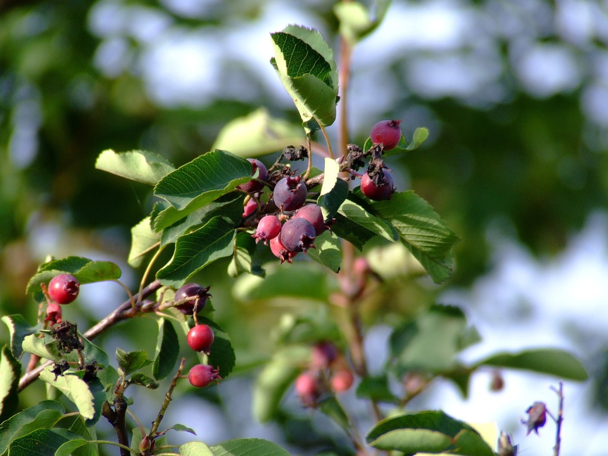 Ирга ягода дерево
