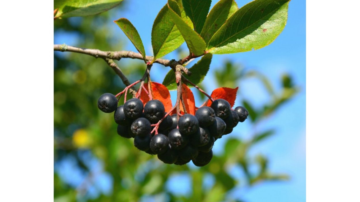 Черноплодная рябина Арон