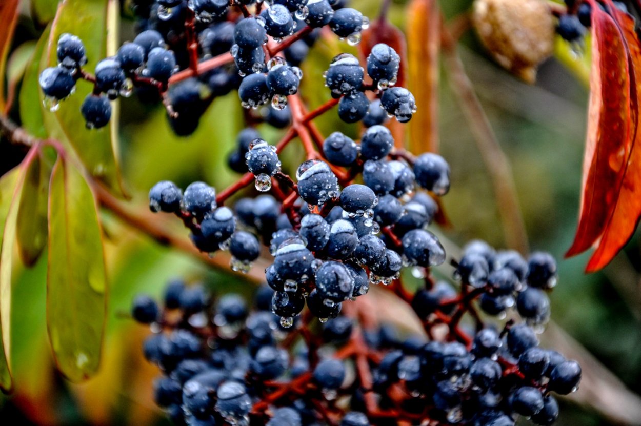 Необычные фруктовые деревья