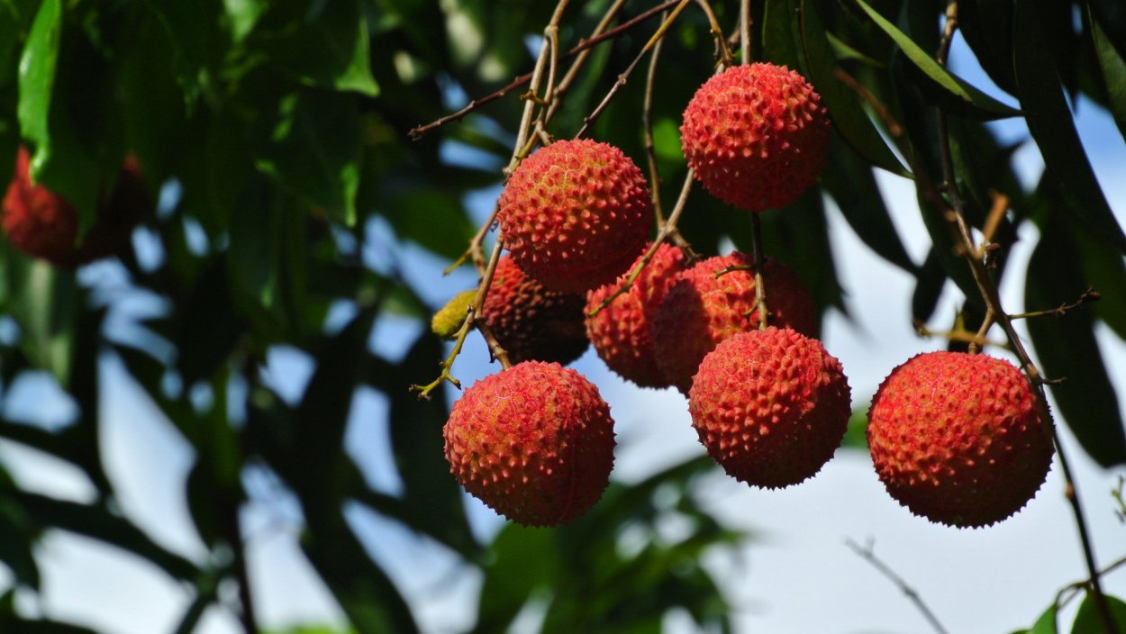 Китайская ягода личи