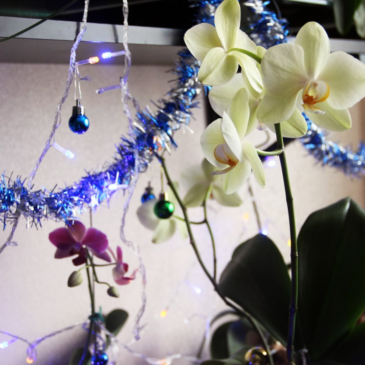 Орхидея попкорн