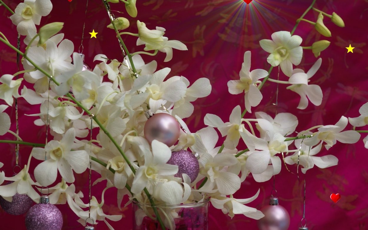 Орхидея Christmas Tree