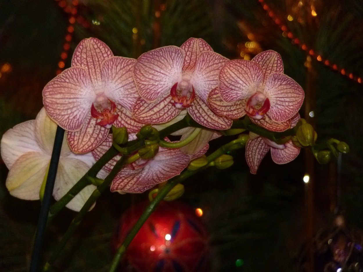 Merry Christmas background Flowers