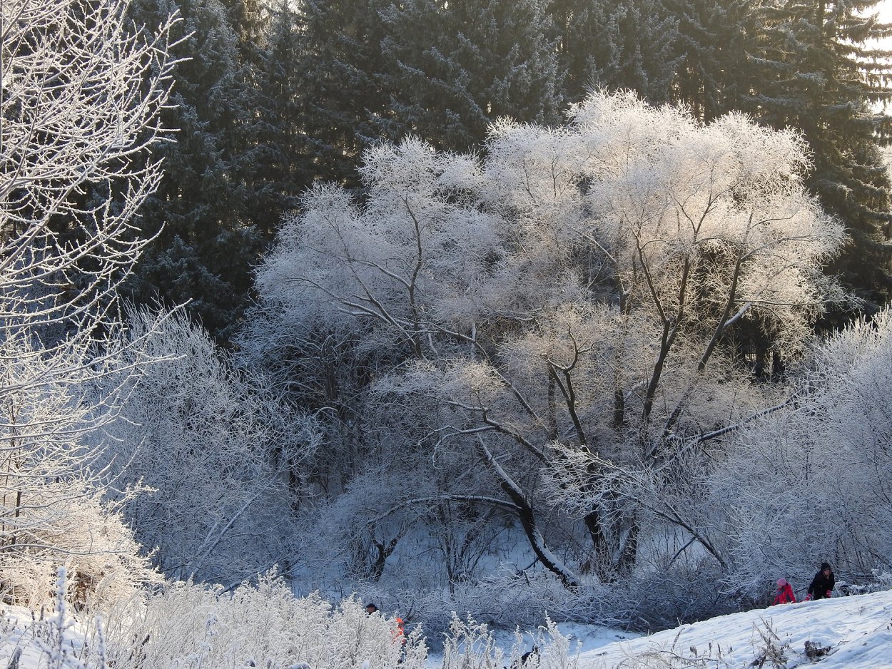 Деревья в зимнем серебре