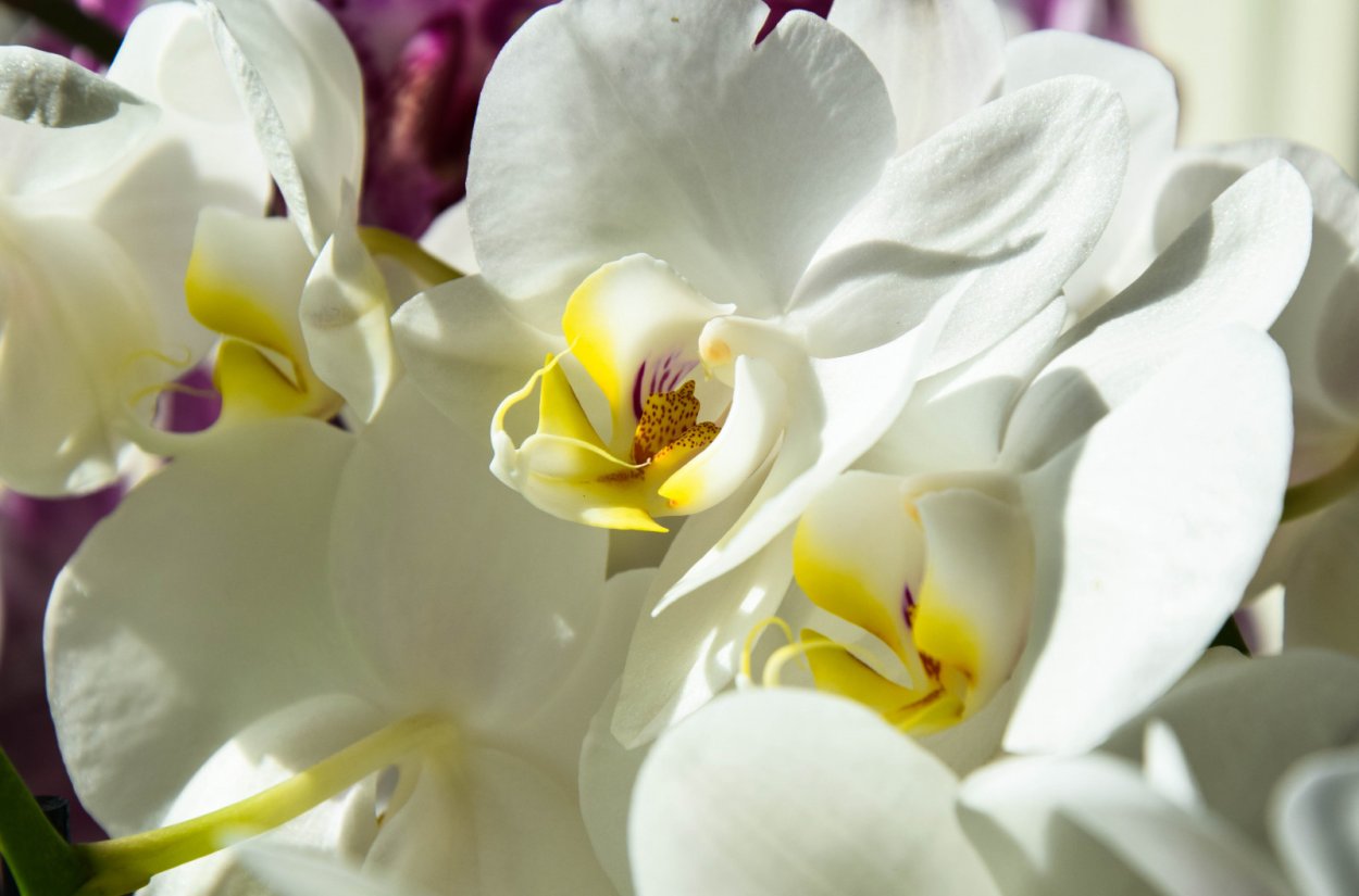 Фаленопсис Charleston