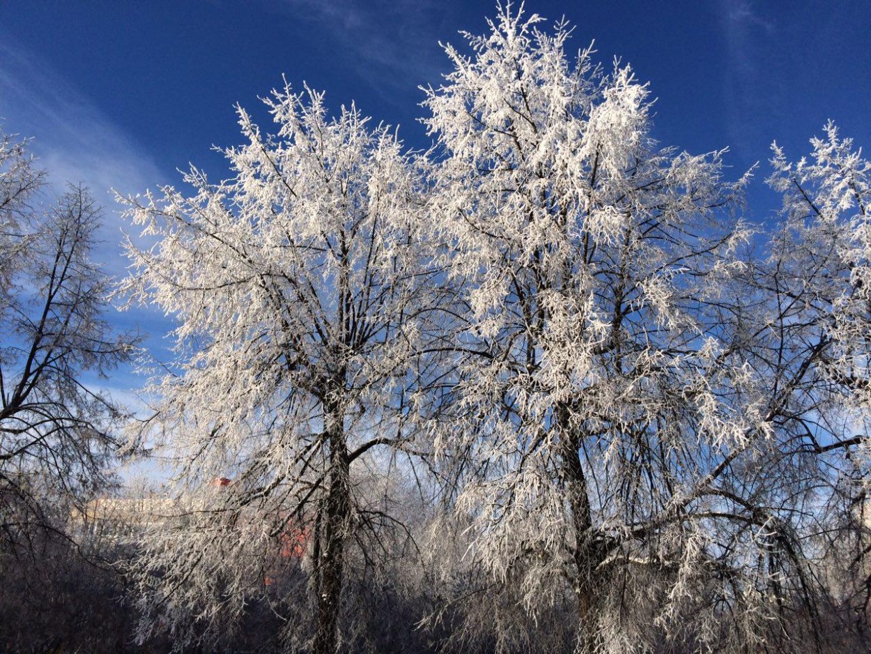 Серебристое дерево