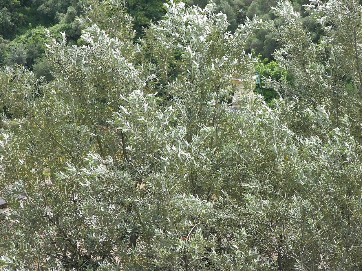 Серебристое дерево