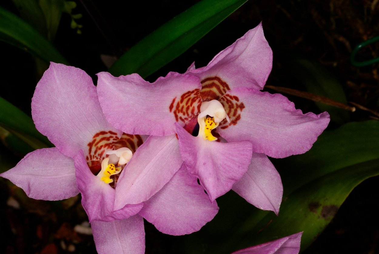 Ванильная Орхидея