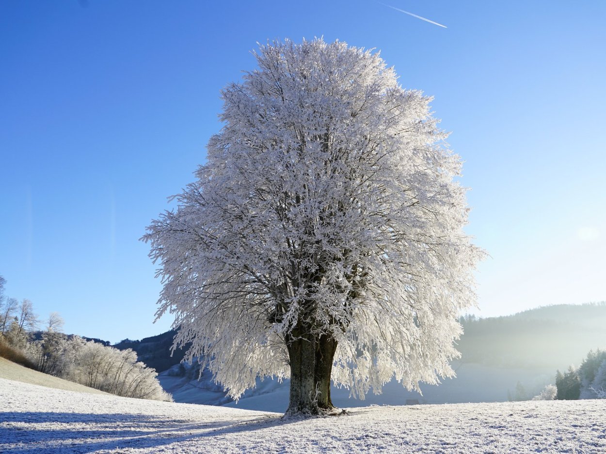 Деревья зимой
