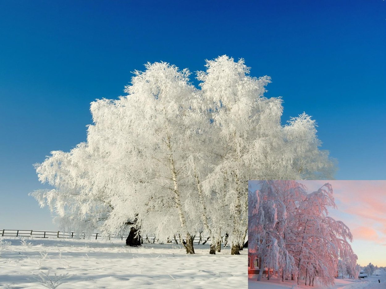 Заснеженные деревья