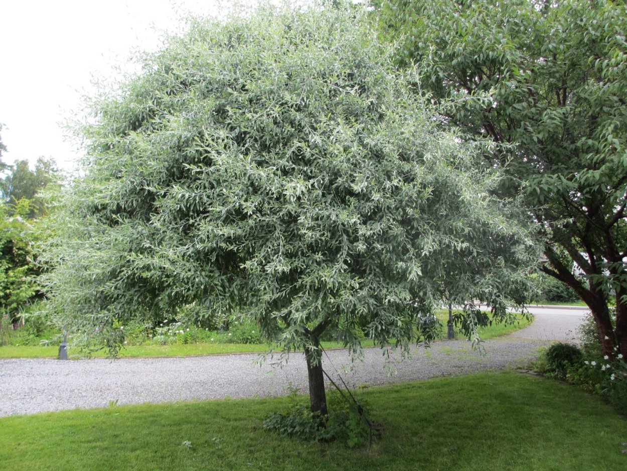 Груша иволистная (Pyrus salicifolia 'pendula')