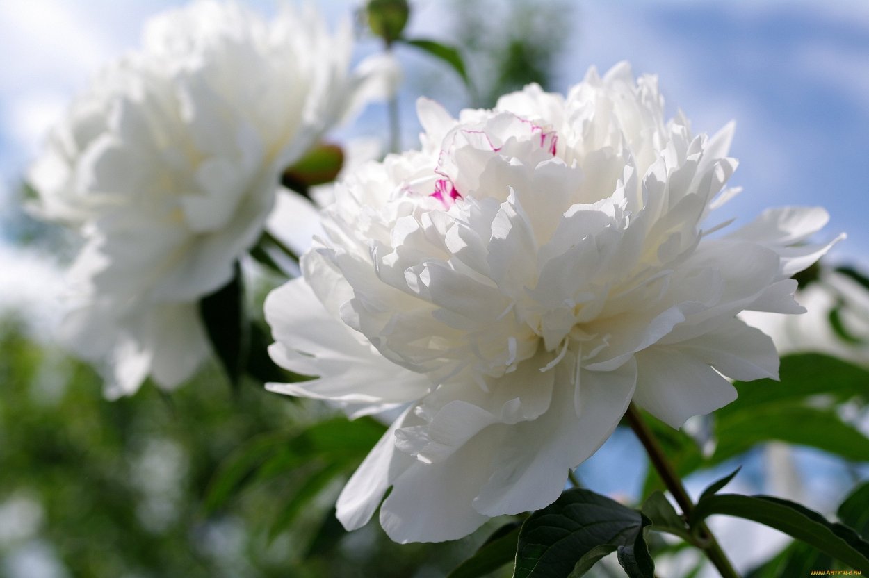 Пион Жизель