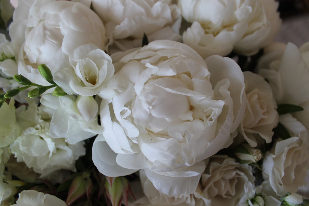 Пион Бьюти ин Вайт