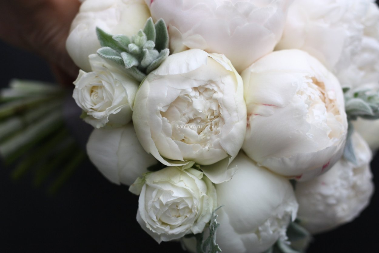 Белые пионы