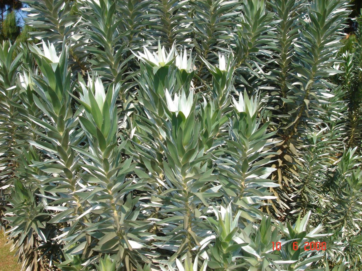 Серебряное дерево Леукадендрон