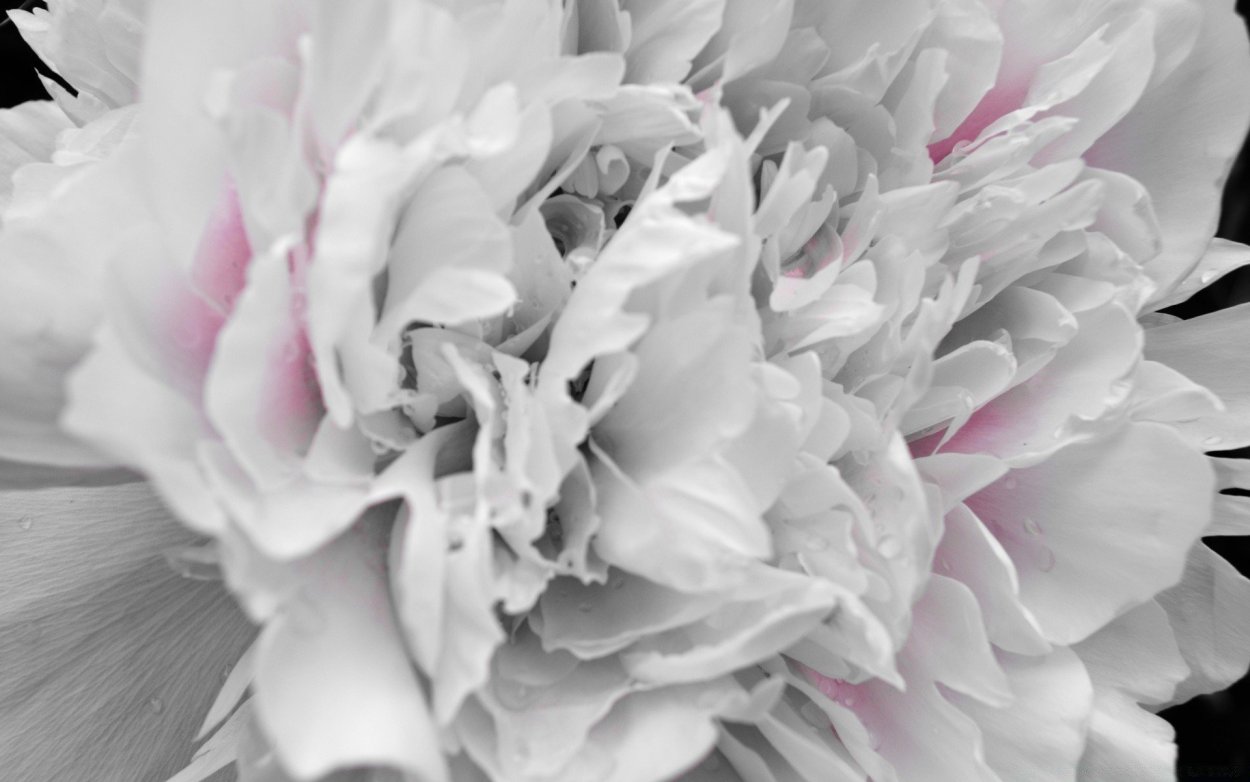 White Peony Wallpaper пион