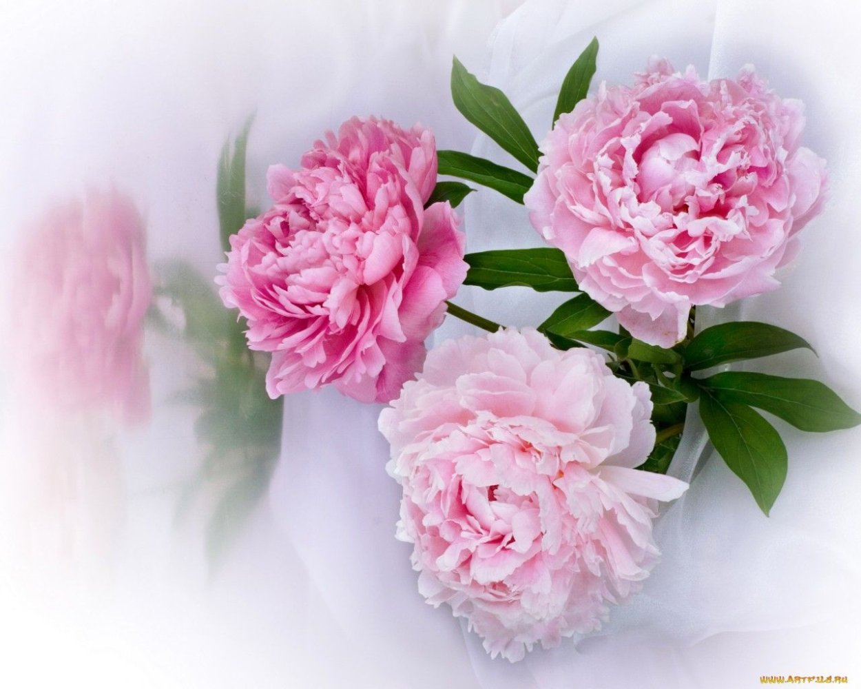 Цветок "пион"